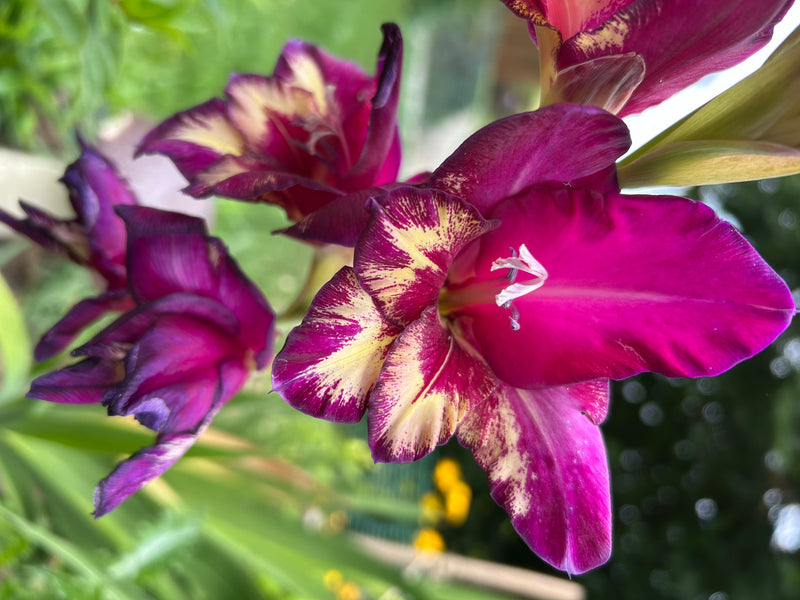 Glaïeul de jardin — Bild 1