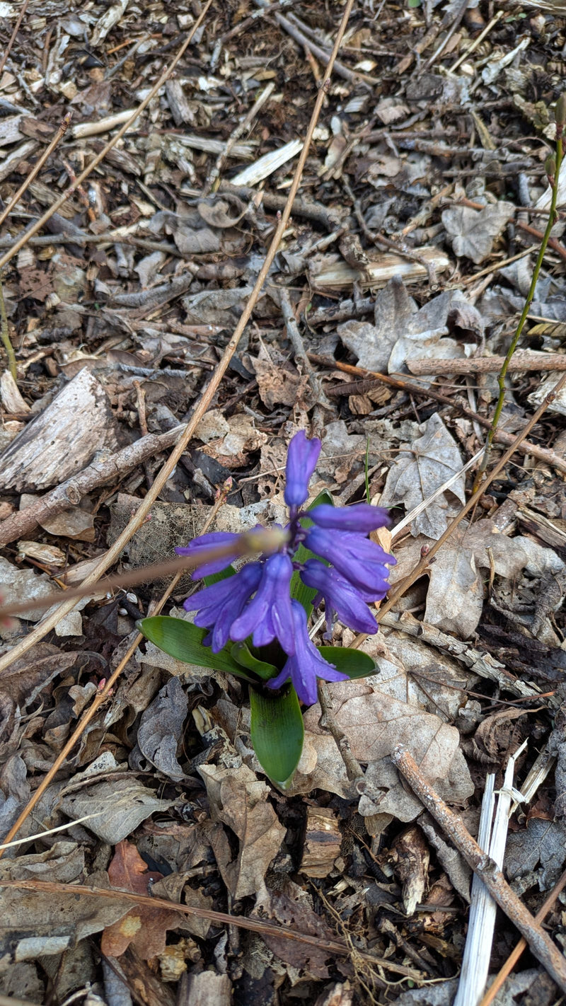 jacinthe — Bild 1