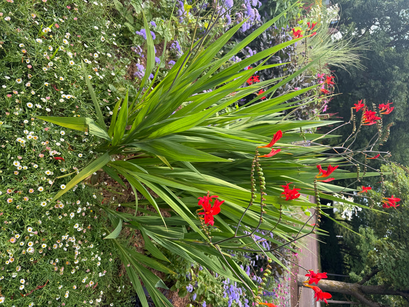 Jardin Montbrétia — Bild 1