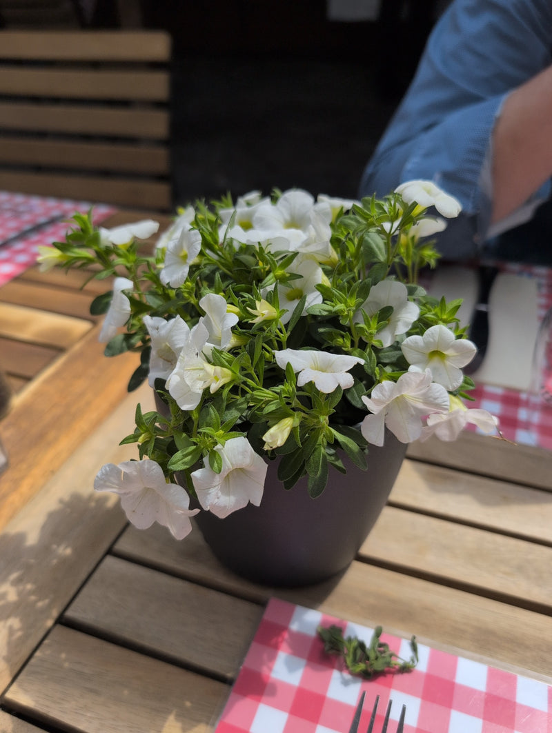Pétunia de jardin — Bild 2