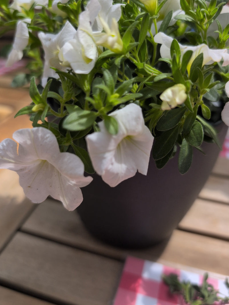 Pétunia de jardin — Bild 1