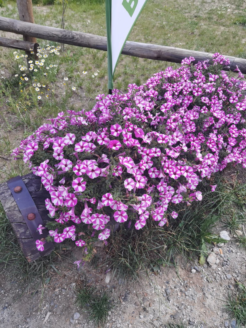 On peut voir un pétunia de jardin en fleurs avec des fleurs caractéristiques rayées. Il pousse dans une jardinière en bois à l'extérieur.