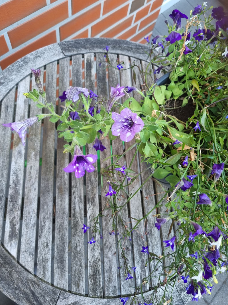 On peut voir un pétunia de jardin en fleurs dans un pot sur une table en bois. La plante présente des fleurs violettes et des feuilles vertes.