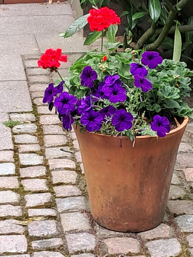 Des pétunias de jardin aux fleurs violettes remarquables sont en fleurs dans un pot en terre cuite sur des pavés. Des fleurs rouges sont également visibles à...