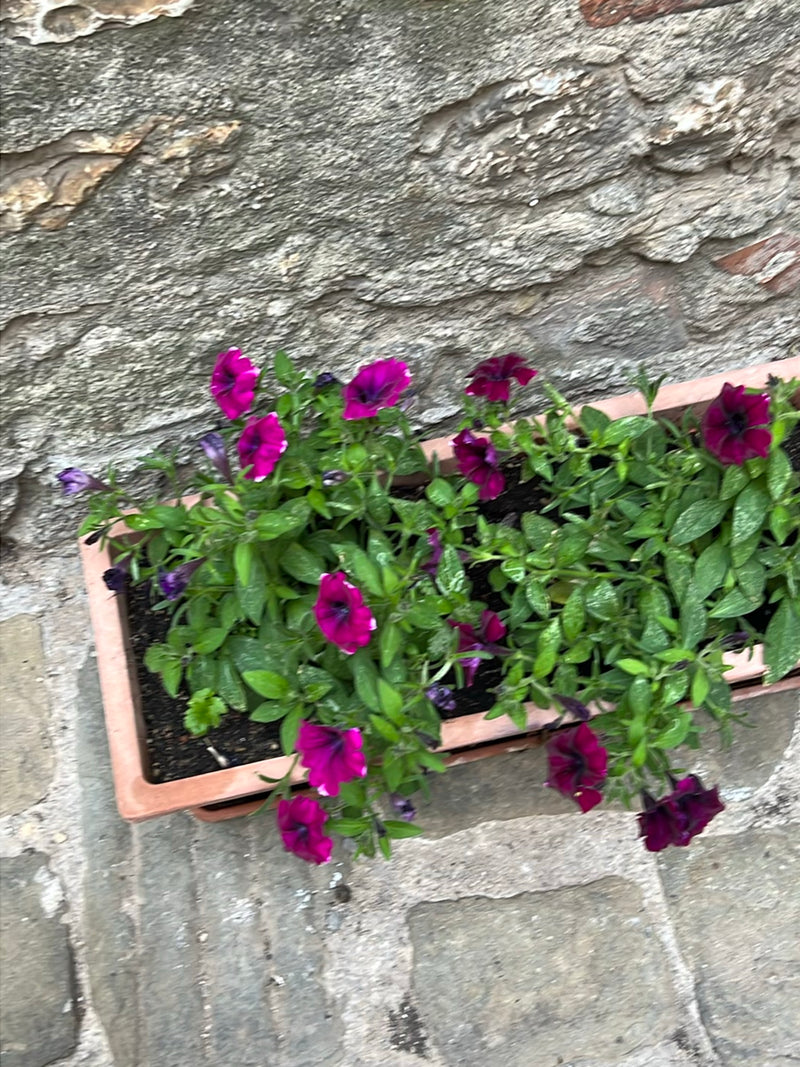 L'image montre un pétunia de jardin dans une jardinière allongée. La plante présente de nombreuses fleurs violettes vives et un feuillage vert.