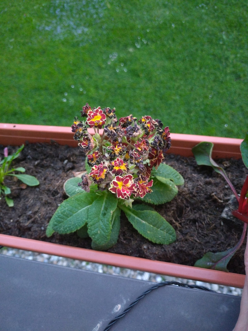 Primevère de jardin — Bild 1