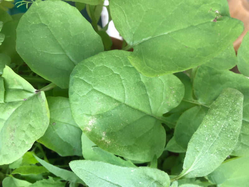 Radis de jardin — Bild 1