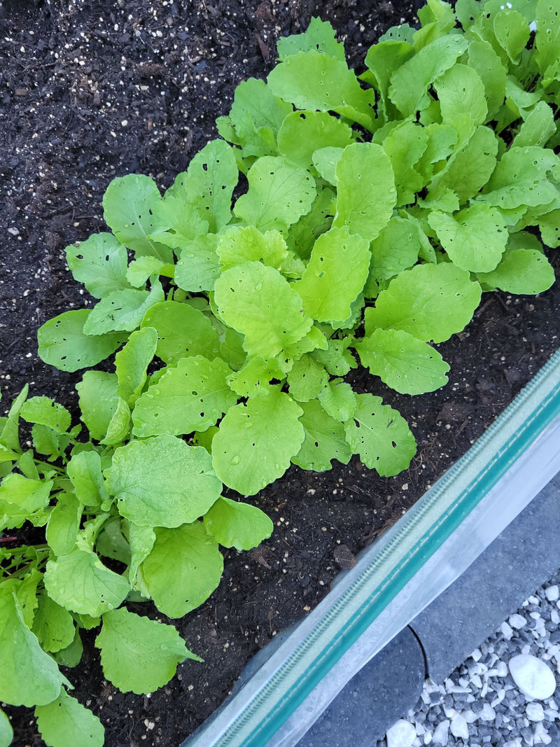 De jeunes plants de radis cultivés poussent densément dans la terre sombre d'un parterre. Les feuilles vertes présentent quelques petits trous de grignotage.