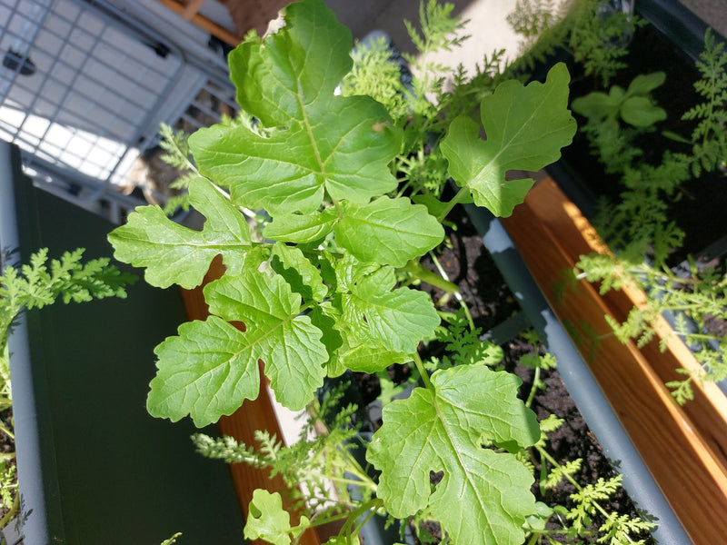 L'image montre un jeune plant de radis cultivé avec des feuilles vert frais et lobées. Il pousse dans une jardinière remplie de terre.