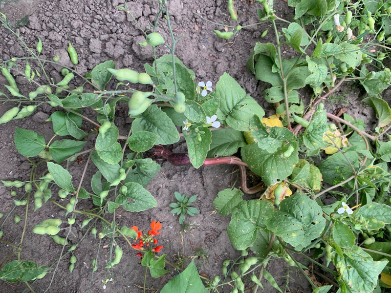 L'image montre une plante de radis potager en fleurs avec des feuilles vertes et des gousses vues du dessus. Elle pousse sur un sol de jardin ouvert.