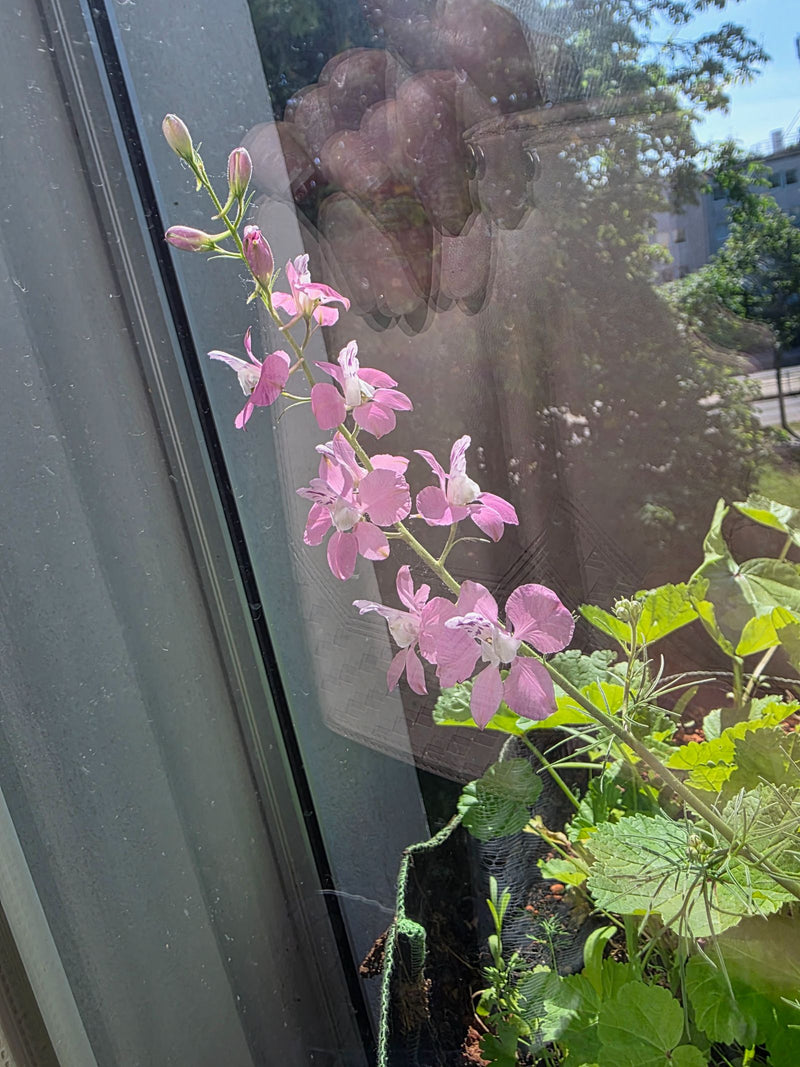 Delphinium de jardin — Bild 1