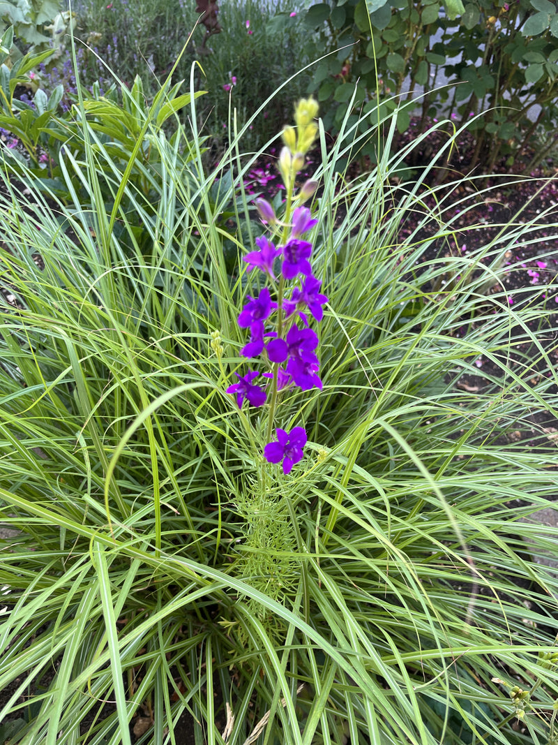 Delphinium de jardin — photo 1 sur 4