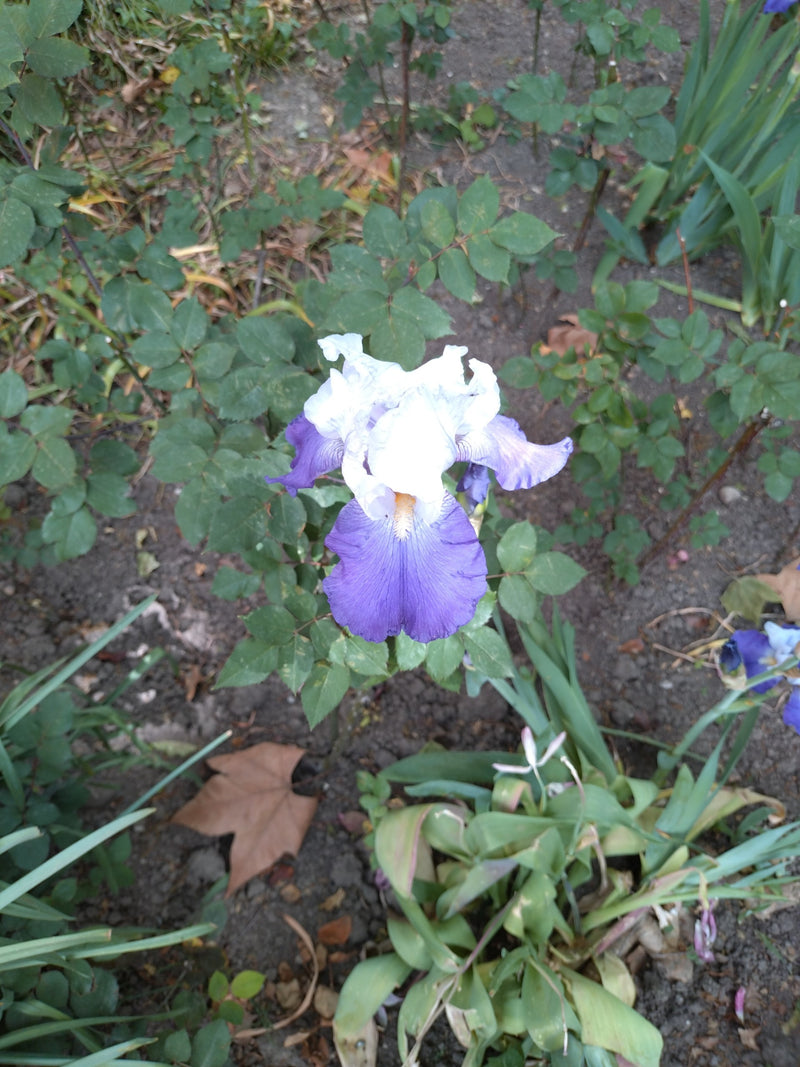 On peut voir une Iris germanica en fleurs avec des pétales bleus et blancs dans un parterre de jardin. La prise de vue montre la fleur par le dessus sur un f...