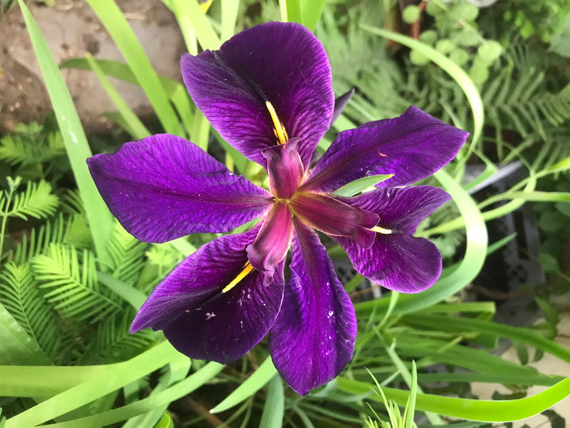 Iris allemand — photo 4 sur 14