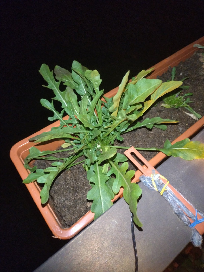 Roquette — Bild 2