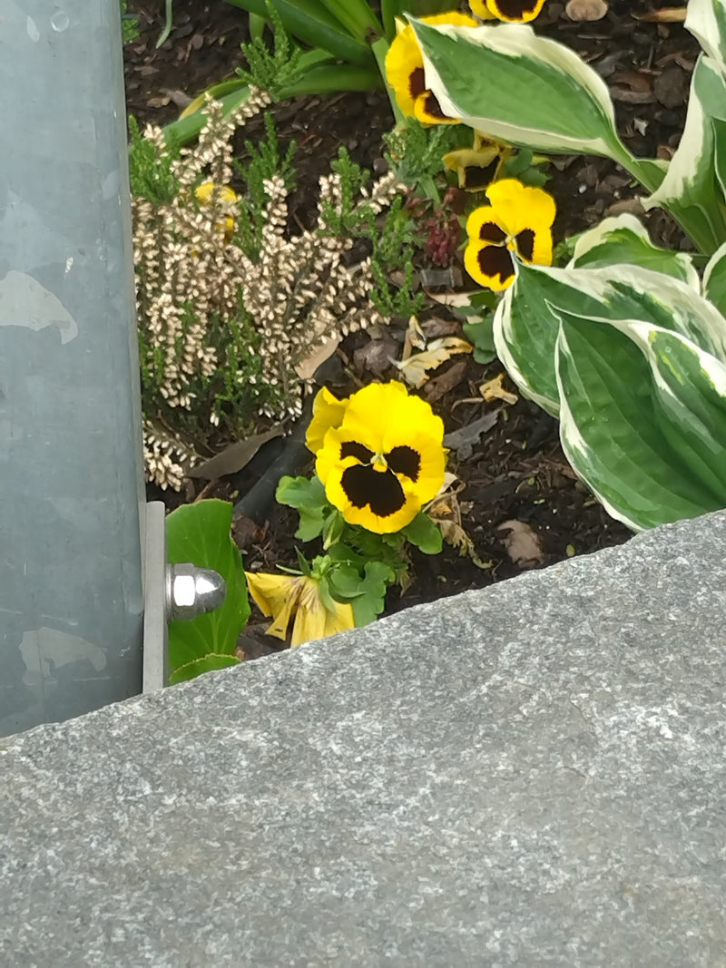 Pensées de jardin — Bild 1