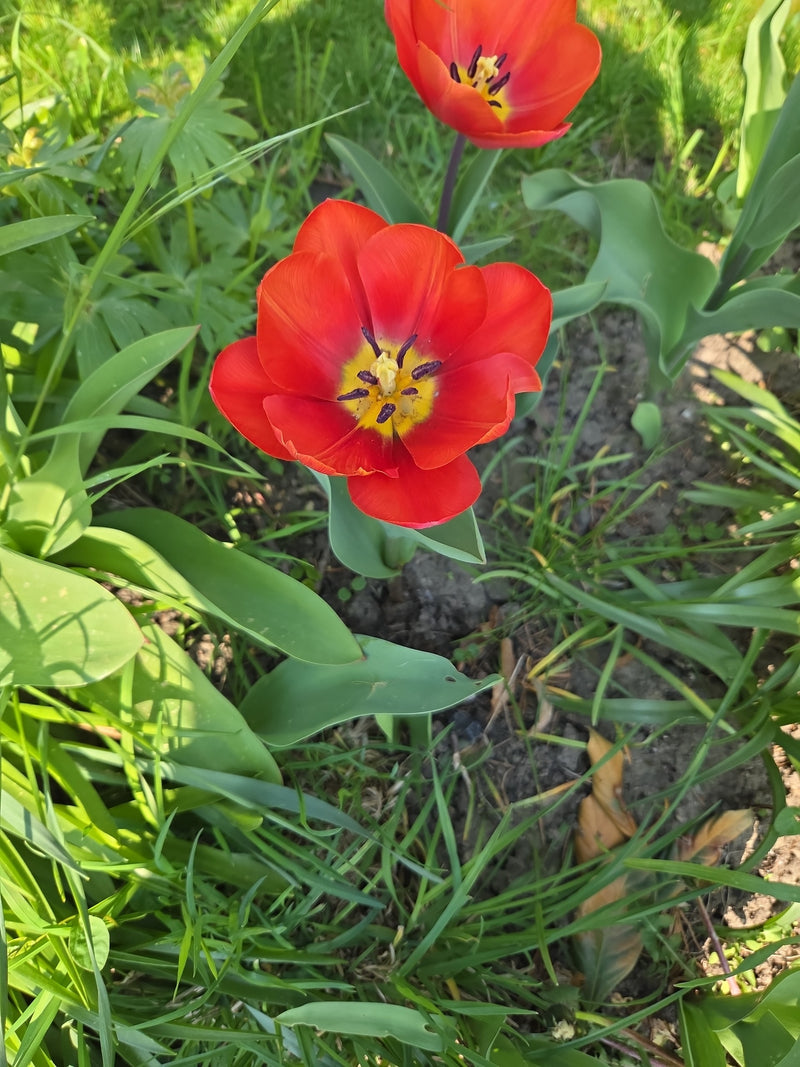 Tulipe de jardin — Bild 2