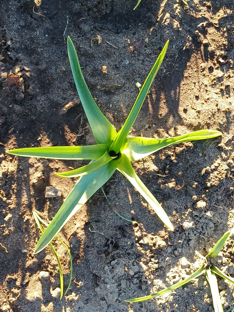 On voit une jeune tulipe de jardin vue du ciel, dont les feuilles vertes poussent en étoile sur un sol nu.