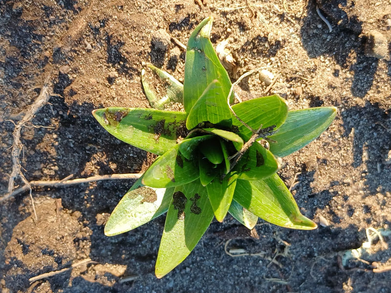 La photo montre une jeune tulipe de jardin vue du dessus, poussant dans un sol sablonneux. Les feuilles vertes sont disposées en rosette.