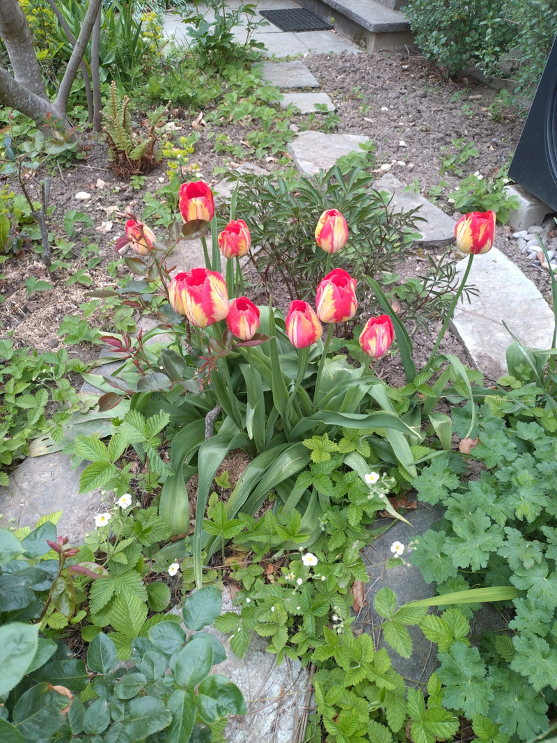 Plusieurs tulipes de jardin aux pétales rouges et jaunes se trouvent dans un parterre de fleurs parmi d'autres plantes.