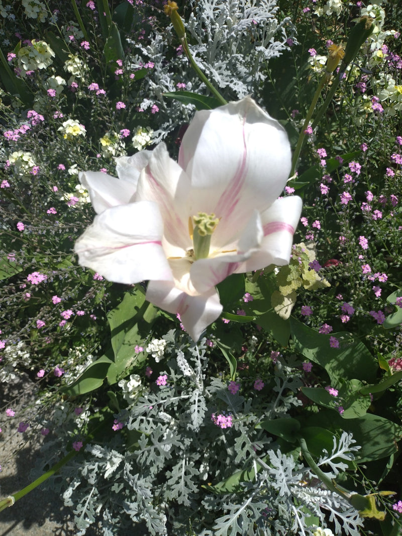 On peut voir une tulipe de jardin blanche ouverte avec des rayures roses. La fleur se trouve au milieu d'un parterre de fleurs coloré.