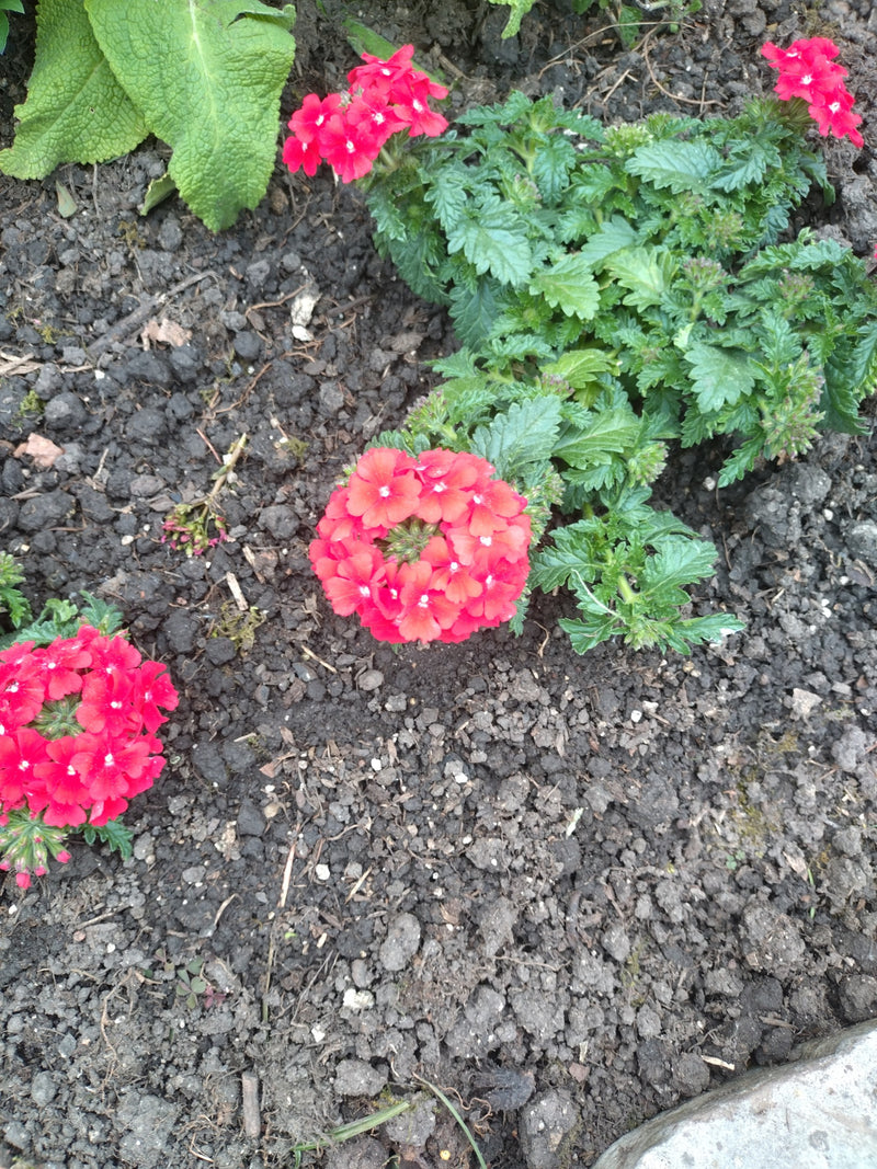 Verveine des jardins — Bild 1