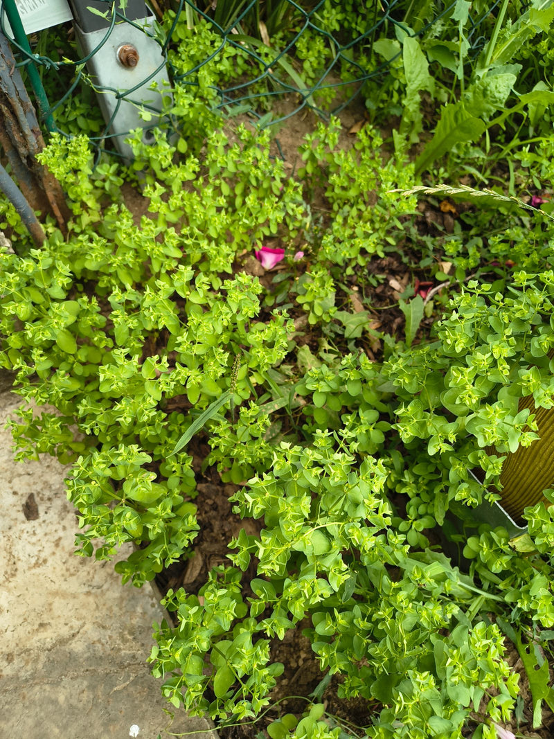 Euphorbe des jardins — Bild 1
