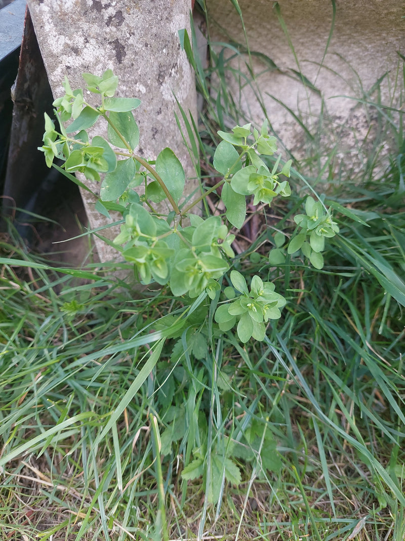 Euphorbe des jardins — photo 3 sur 6