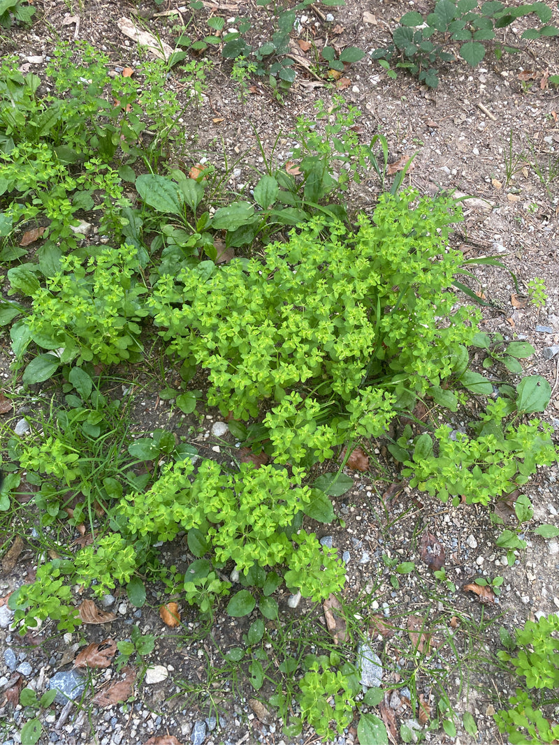 Euphorbe des jardins — photo 1 sur 6