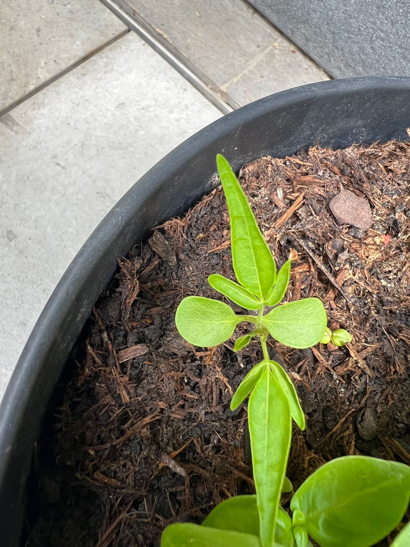 haricot vert — Bild 1