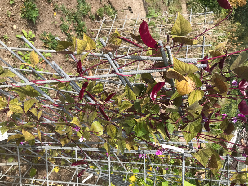 On peut voir un haricot commun avec des feuilles vert-jaune et des gousses rouge foncé caractéristiques. La plante grimpe sur un treillis métallique.