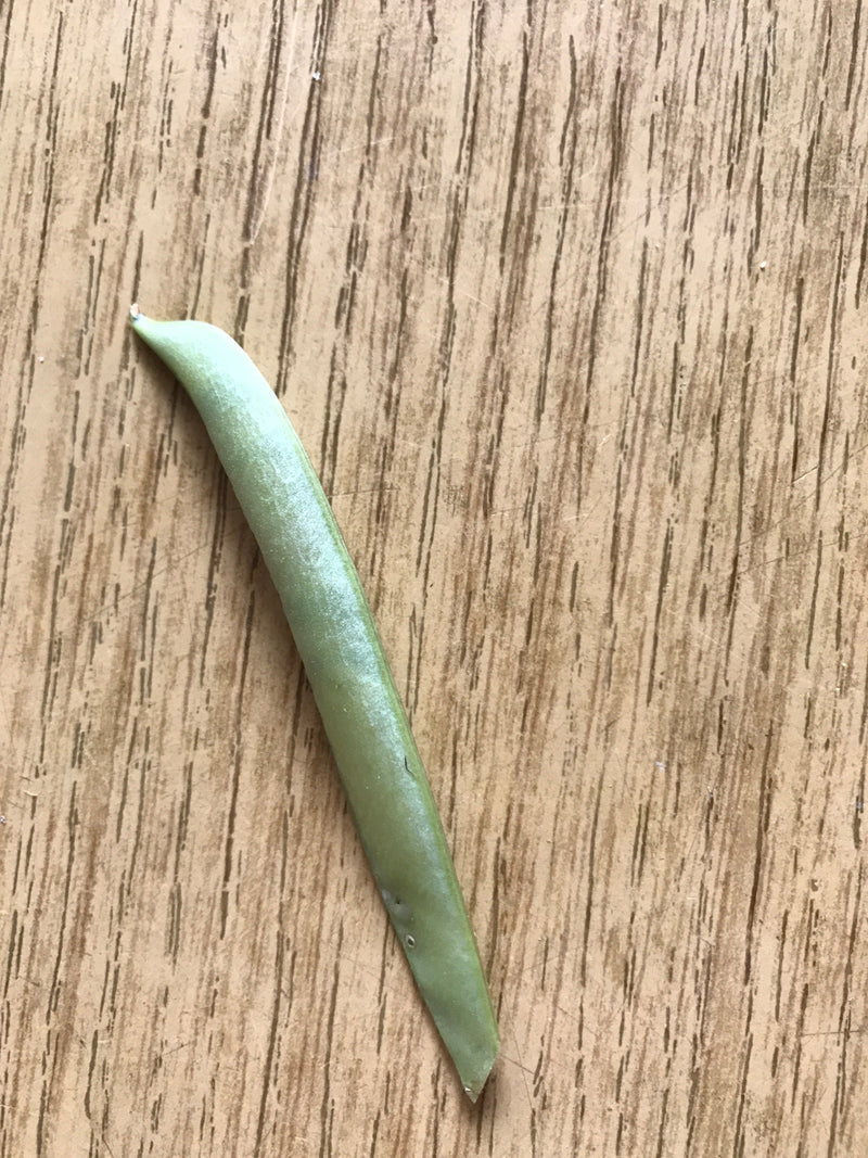 L'image montre un seul haricot vert posé sur une surface en bois.