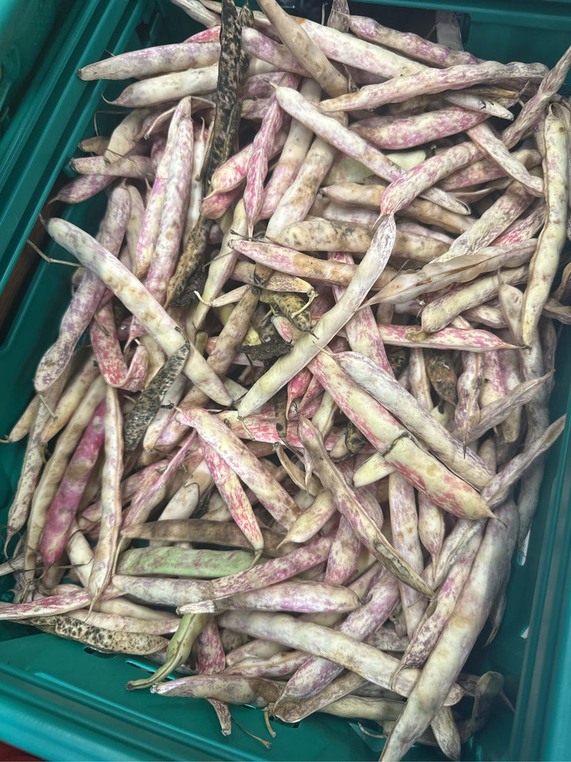De nombreuses gousses de haricots récoltées et légèrement marbrées sont entassées dans une caisse verte. Ce sont des fruits mûrs du haricot.