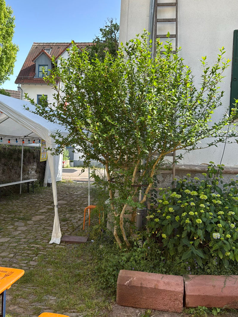 hibiscus — Bild 5
