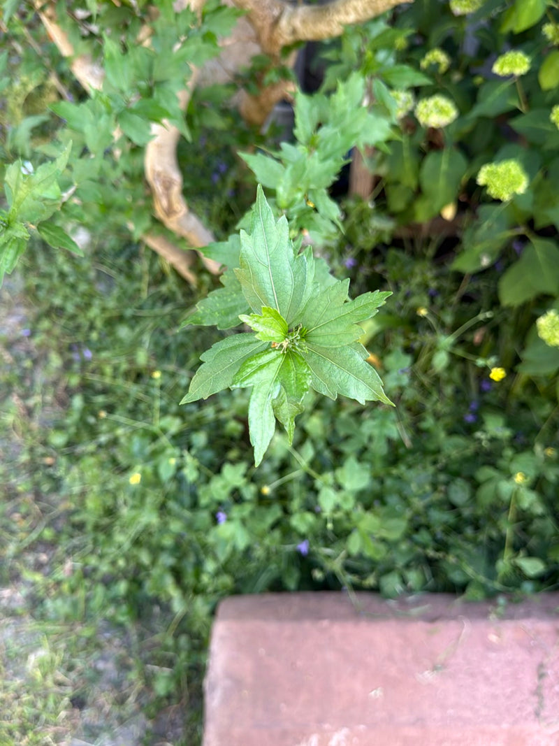 hibiscus — Bild 2