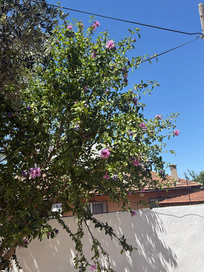 On peut voir un grand arbuste d'hibiscus avec de nombreuses fleurs roses devant un mur blanc et un ciel bleu. La plante se trouve à l'extérieur dans un envir...