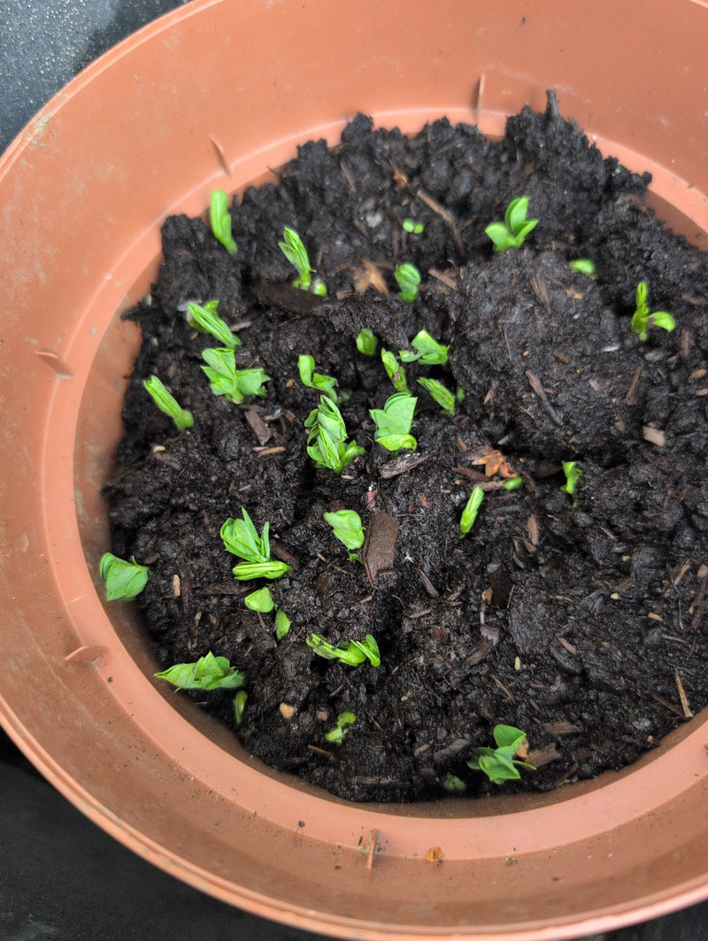 Petits pois — Bild 3