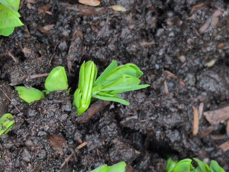 Petits pois — Bild 2