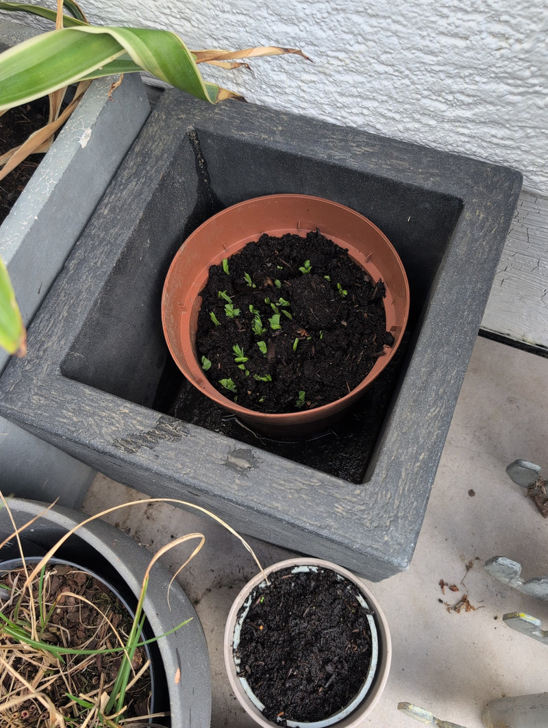 Petits pois — Bild 1