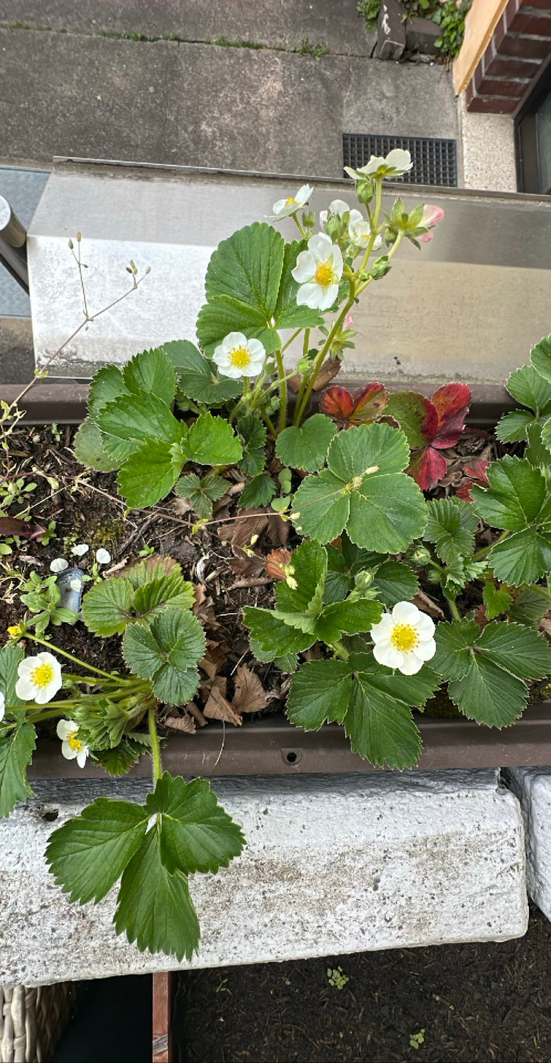 Fraise du jardin — Bild 1