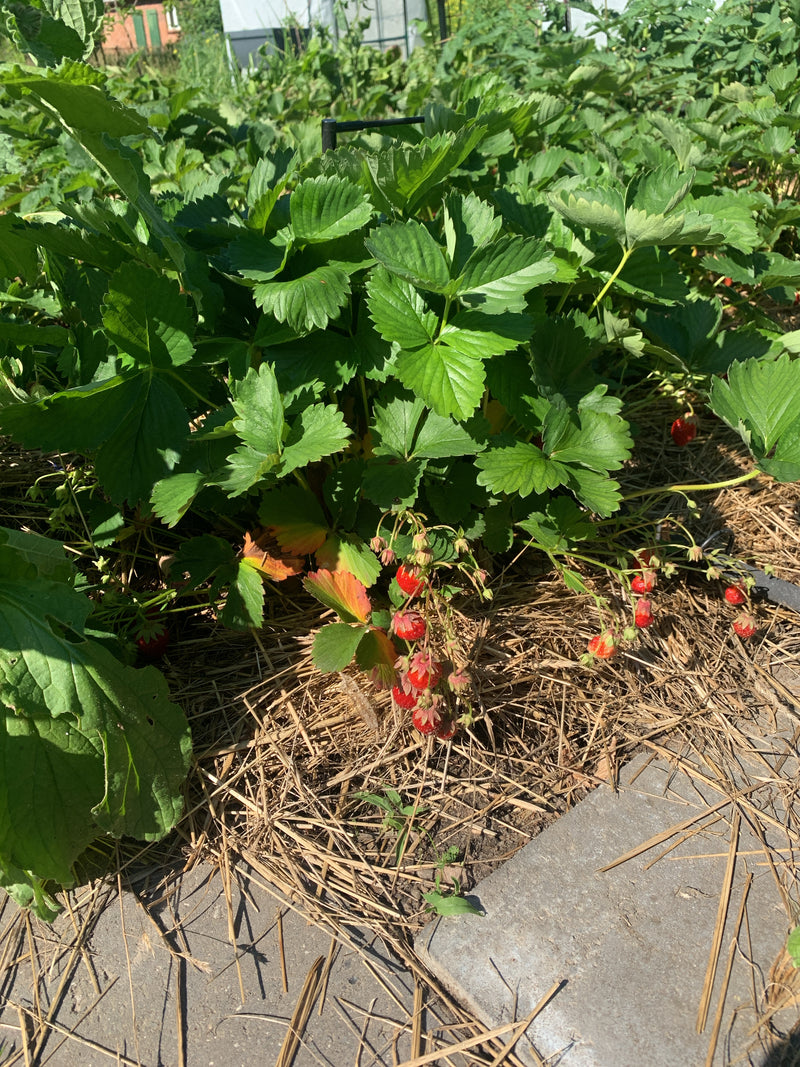 L'image montre un fraisier de jardin sain avec des feuilles vertes luxuriantes et plusieurs fruits rouges. La plante pousse dans un parterre de jardin recouv...