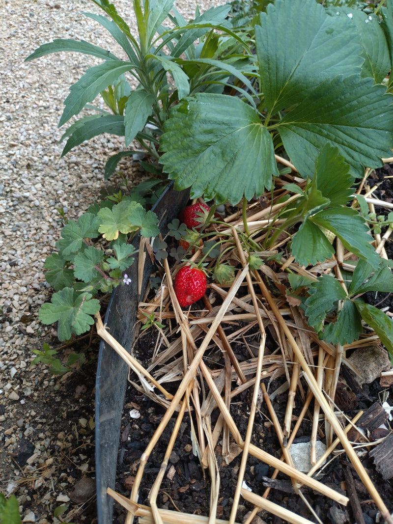 On peut voir un fraisier cultivé avec des feuilles vertes et des fruits rouges, poussant sur un parterre paillé de paille. La photo montre la plante vue du d...
