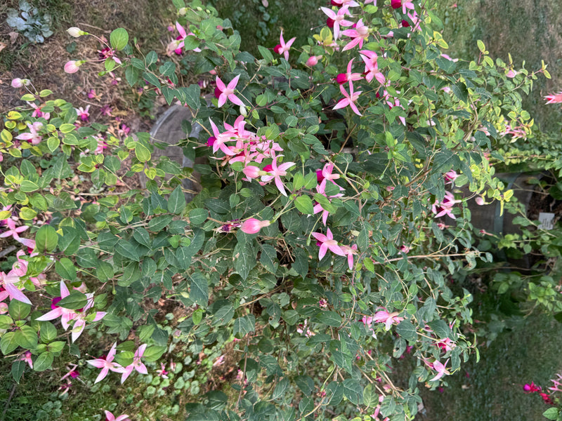 Gartenfuchsie — photo 2 sur 2