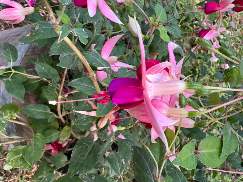 Gartenfuchsie — photo 1 sur 2
