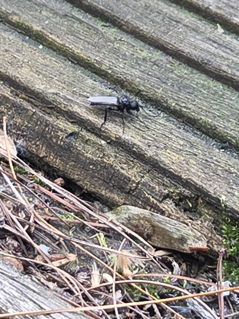 Cécidomyie des cheveux de jardin — Bild 3