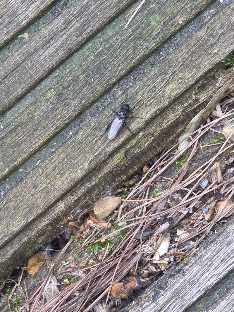 Cécidomyie des cheveux de jardin — Bild 2