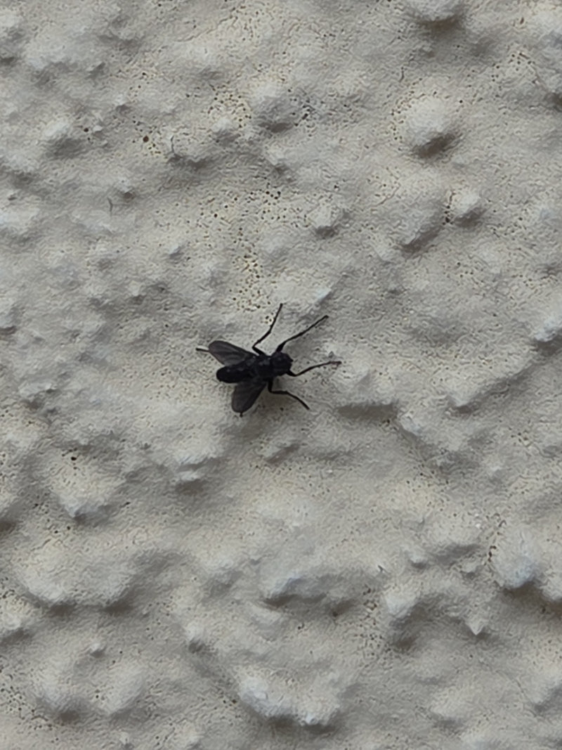 Une bibion des jardins noire est posée sur un mur clair et structuré. L'insecte est bien visible et se repose sur la surface.