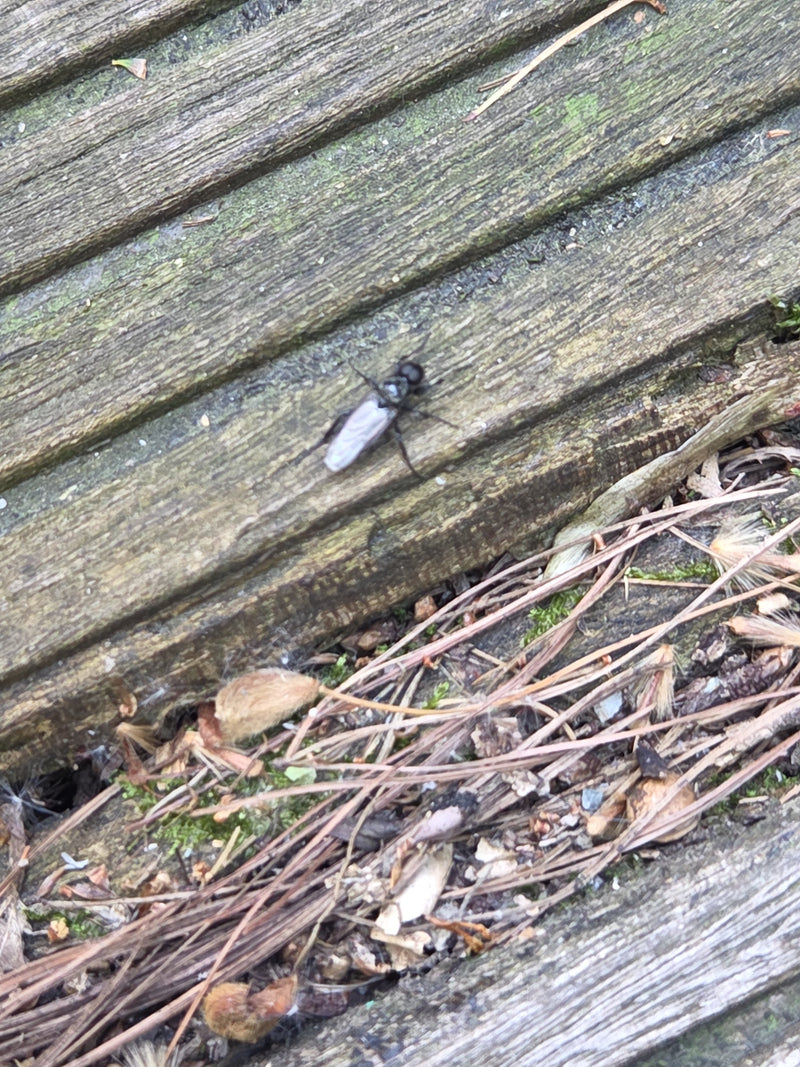 Cécidomyie des cheveux de jardin — Bild 1