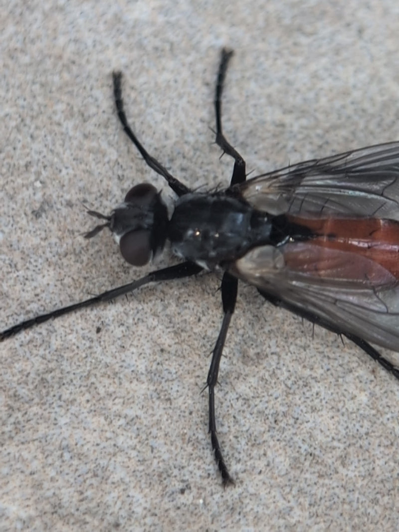 Une bibion des jardins adulte repose sur un fond clair, montrant sa structure corporelle caractéristique avec des pattes sombres et un abdomen rougeâtre.