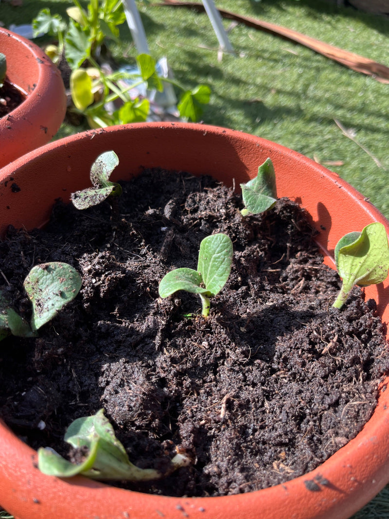 courgettes — Bild 2